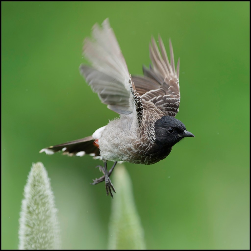 Bulbul taking off.