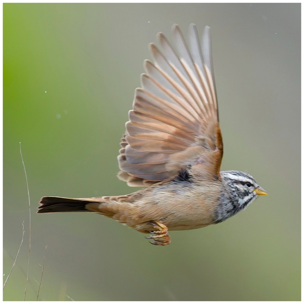 Bunting in flight