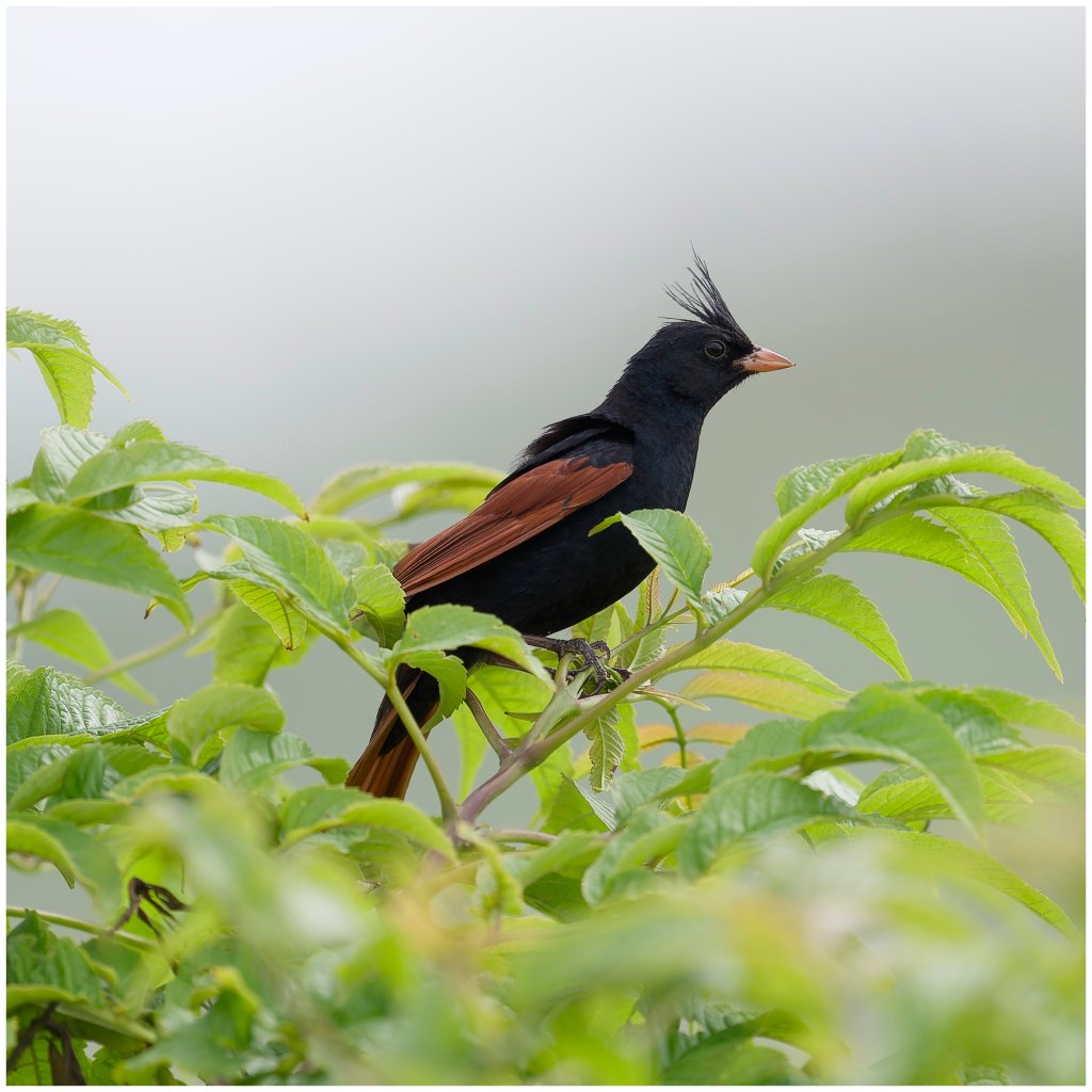 Crested Bunting
