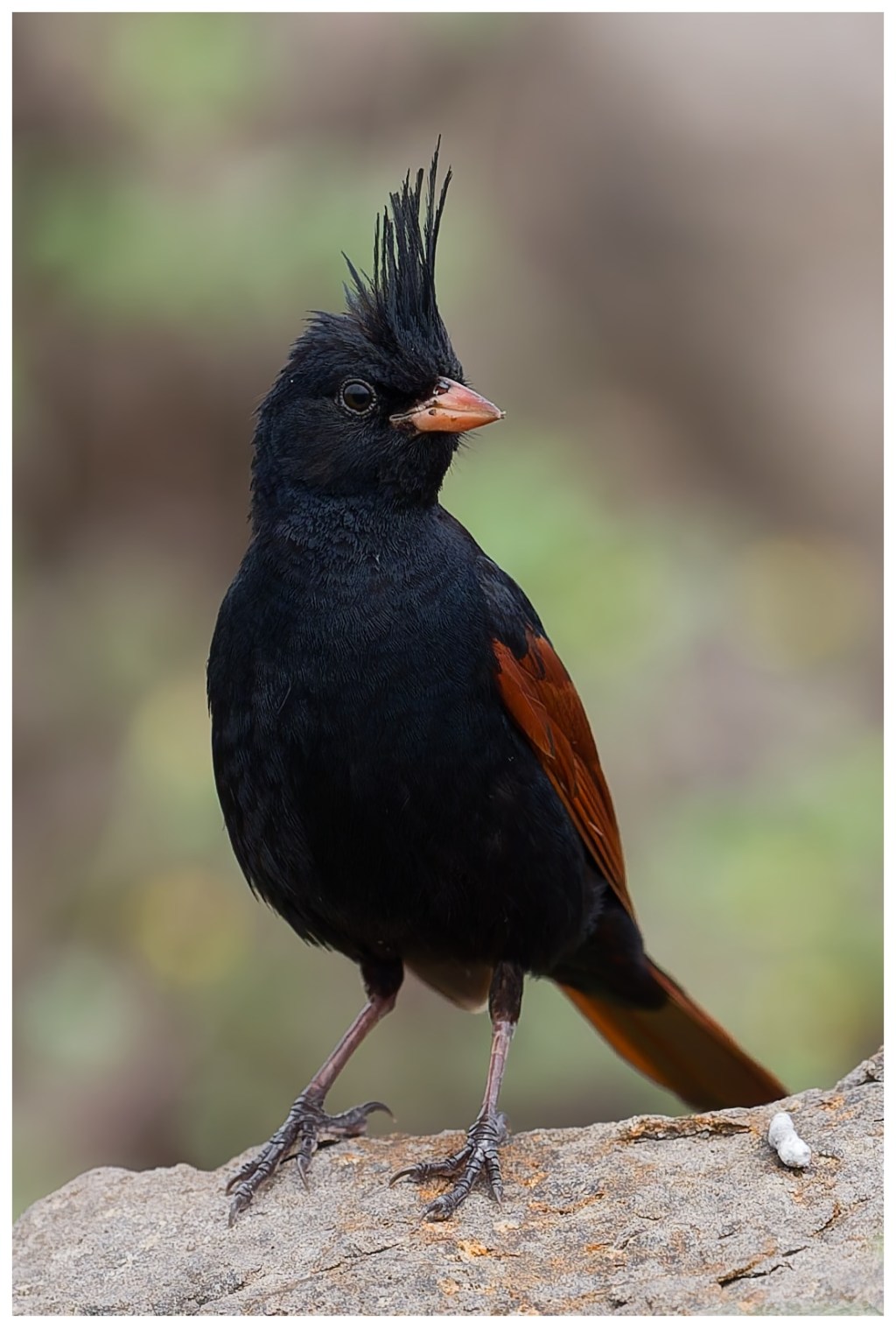 Crested bunting on a&nbsp;rock
