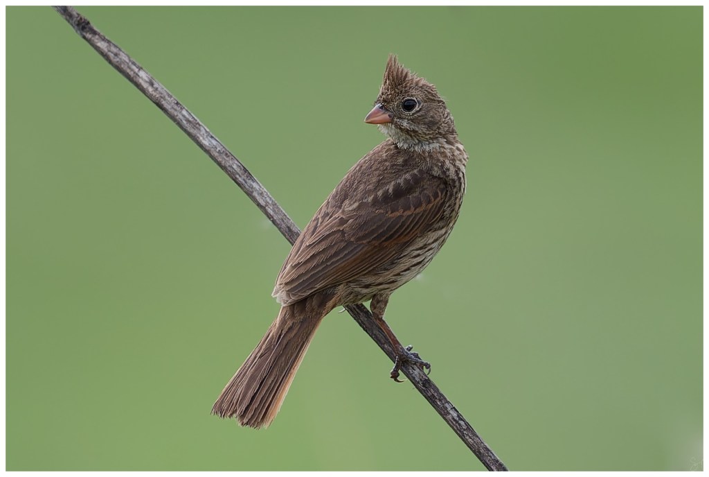 Crested bunting female