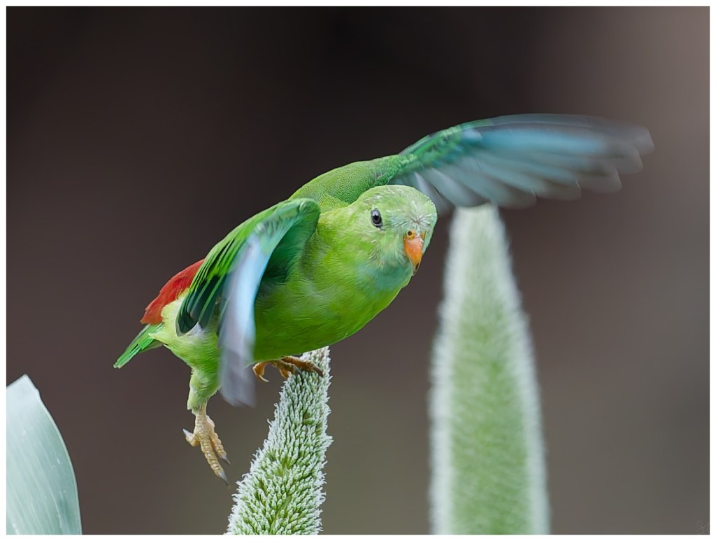 Vernal taking off  and in&nbsp;flight