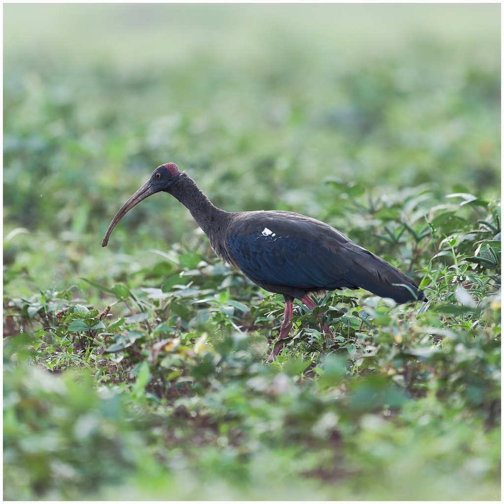 Red-naped Ibis