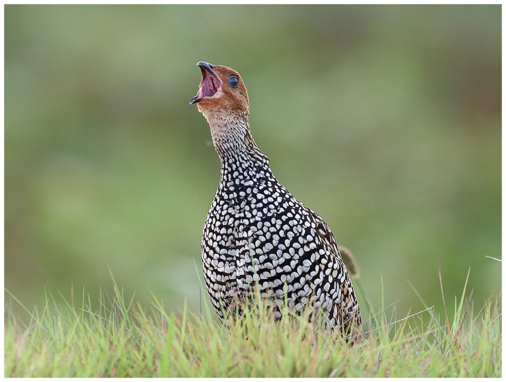 Painted francolin