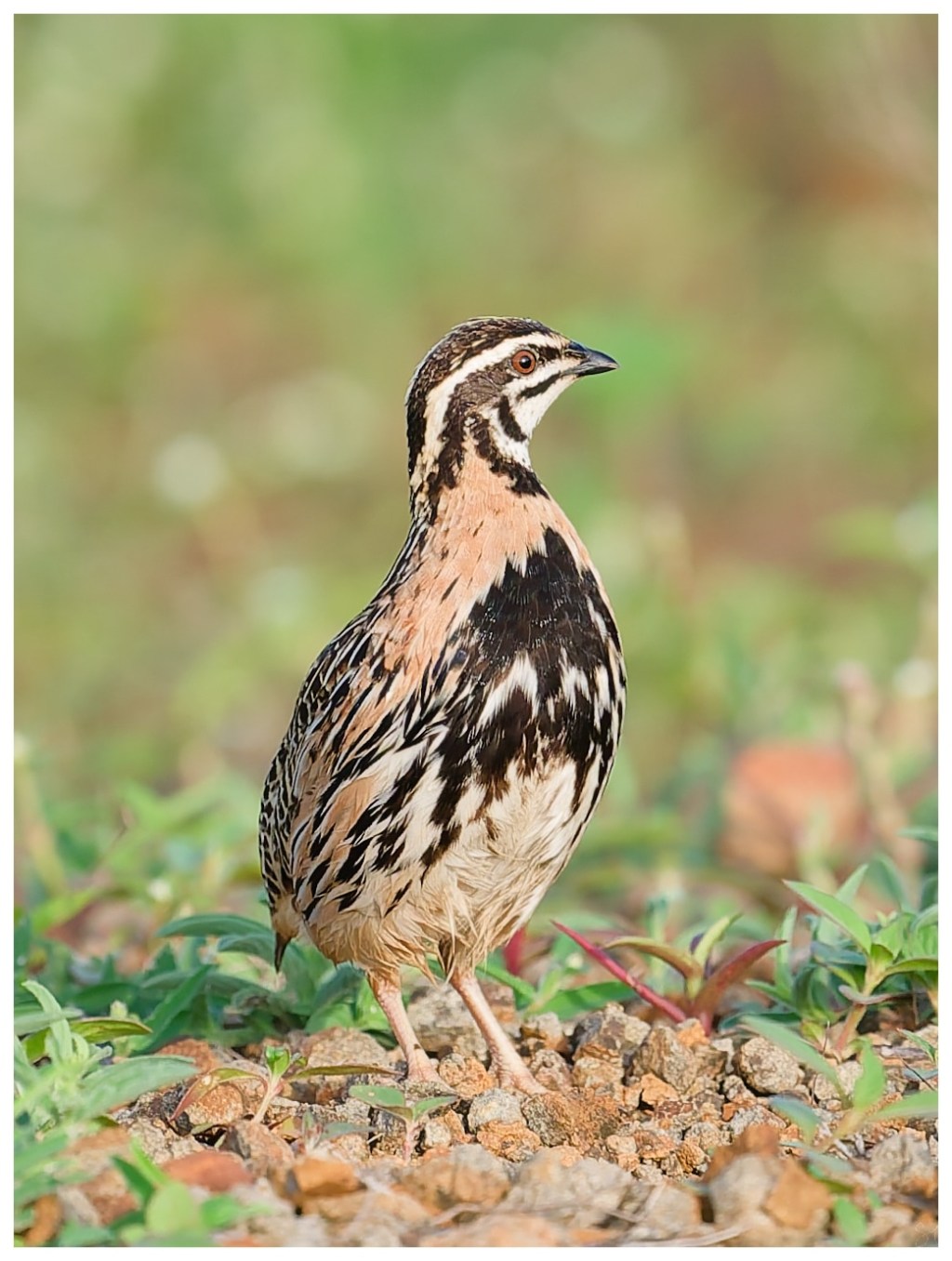 Rain Quail