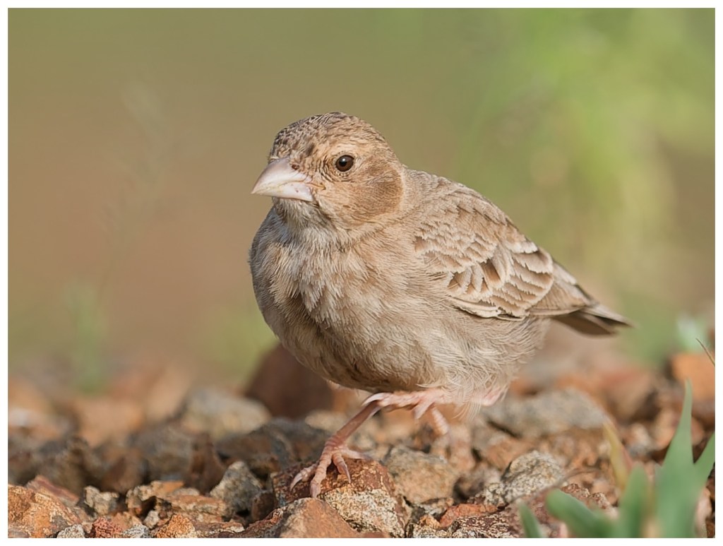 Ashy crowned sparrow&nbsp;lark