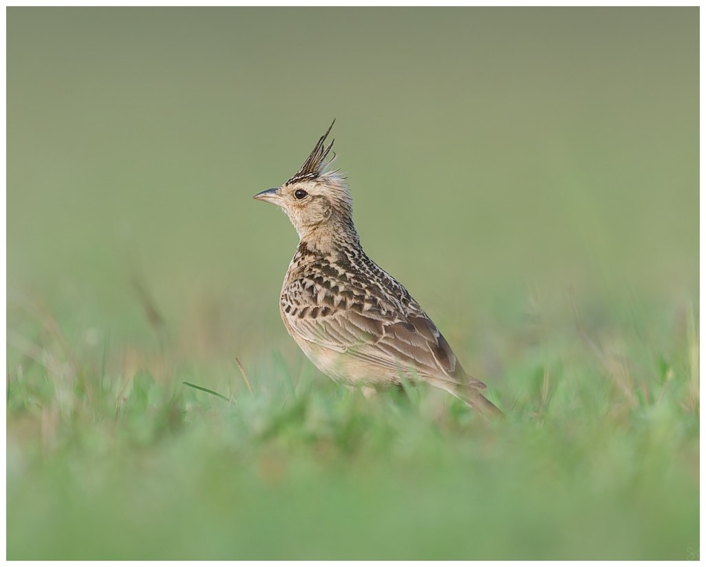 Tawny Lark
