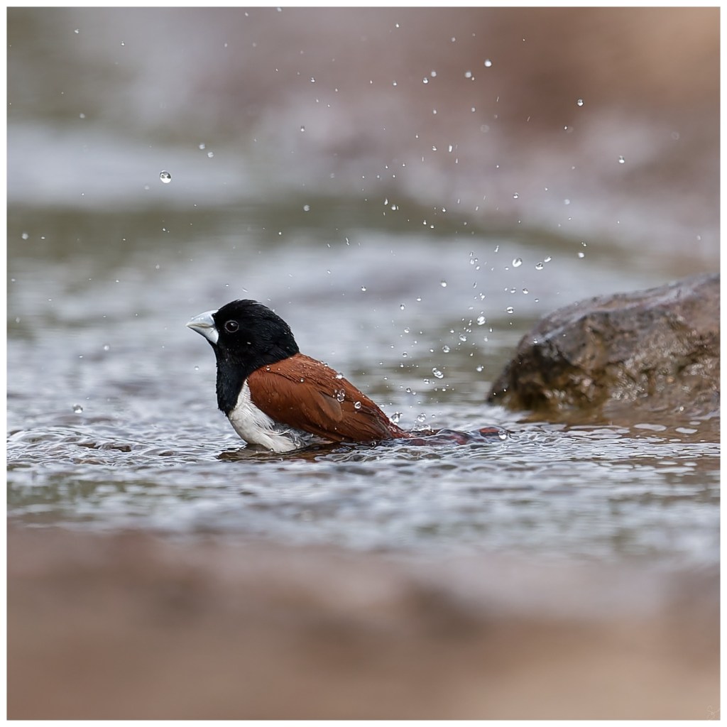 Tricoloured Munia