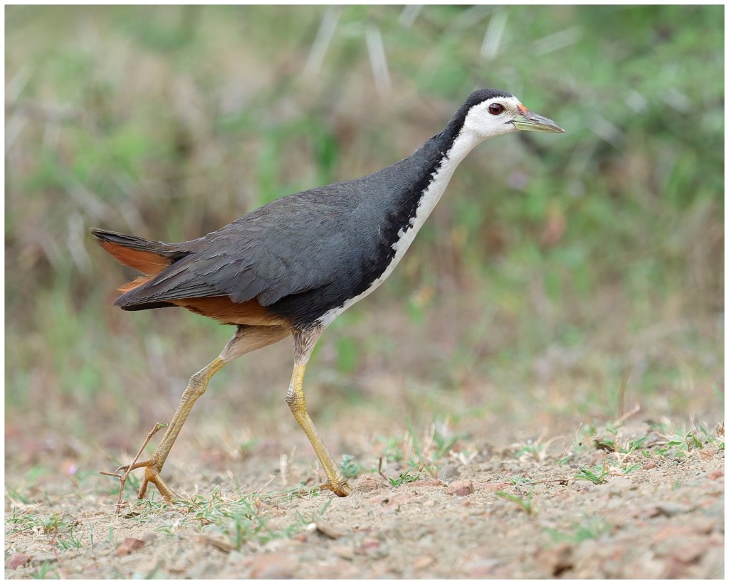 White breasted water&nbsp;hen