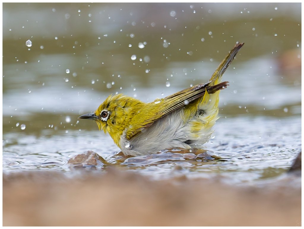 A playful white&nbsp;eye.