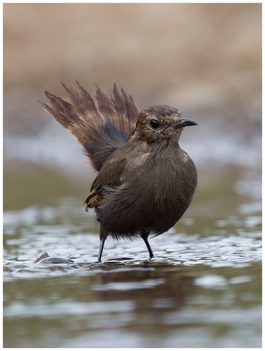 Indian robin –&nbsp;Female