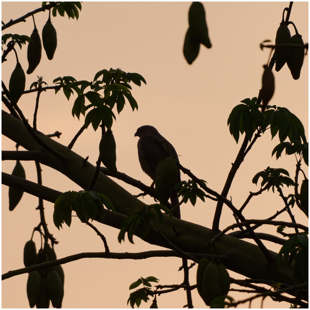 Not a silhoutte and a&nbsp;silhoutte