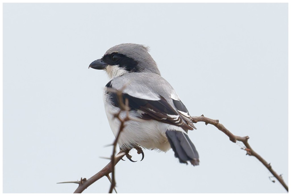Great Gray Shrike