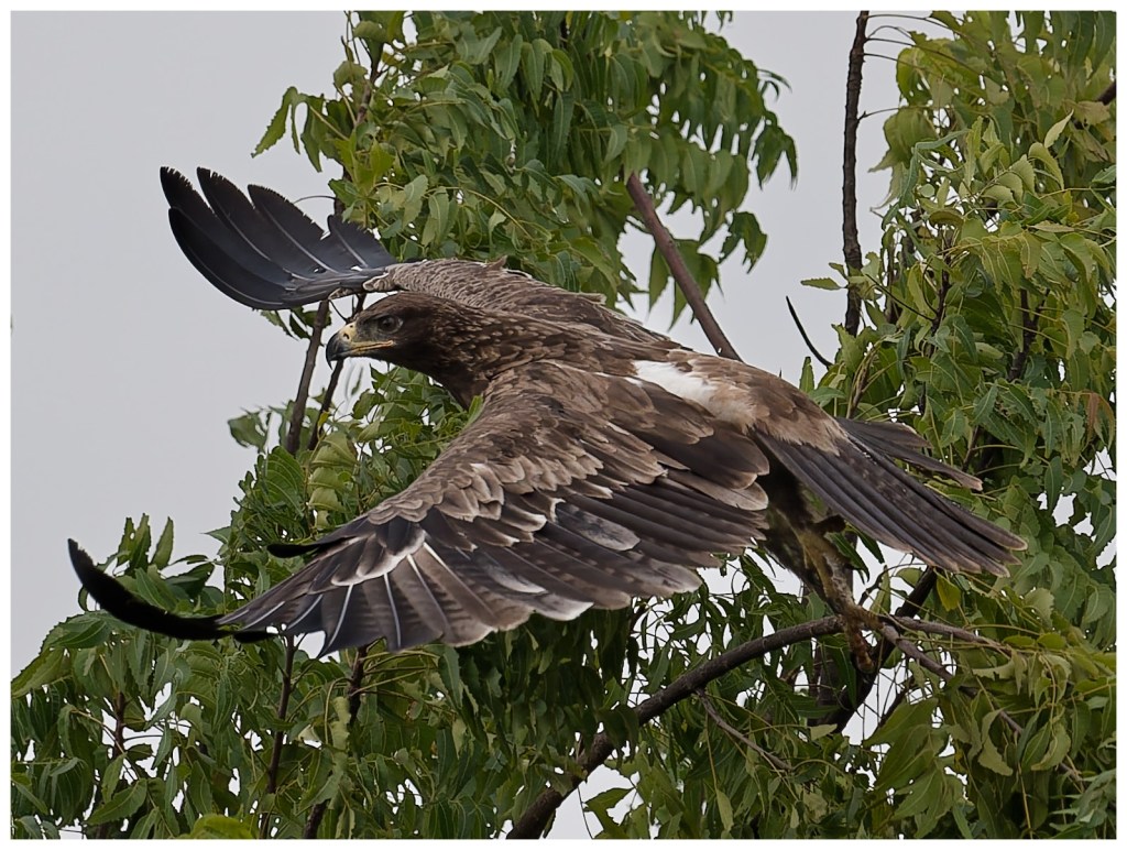 Tawny Eagle