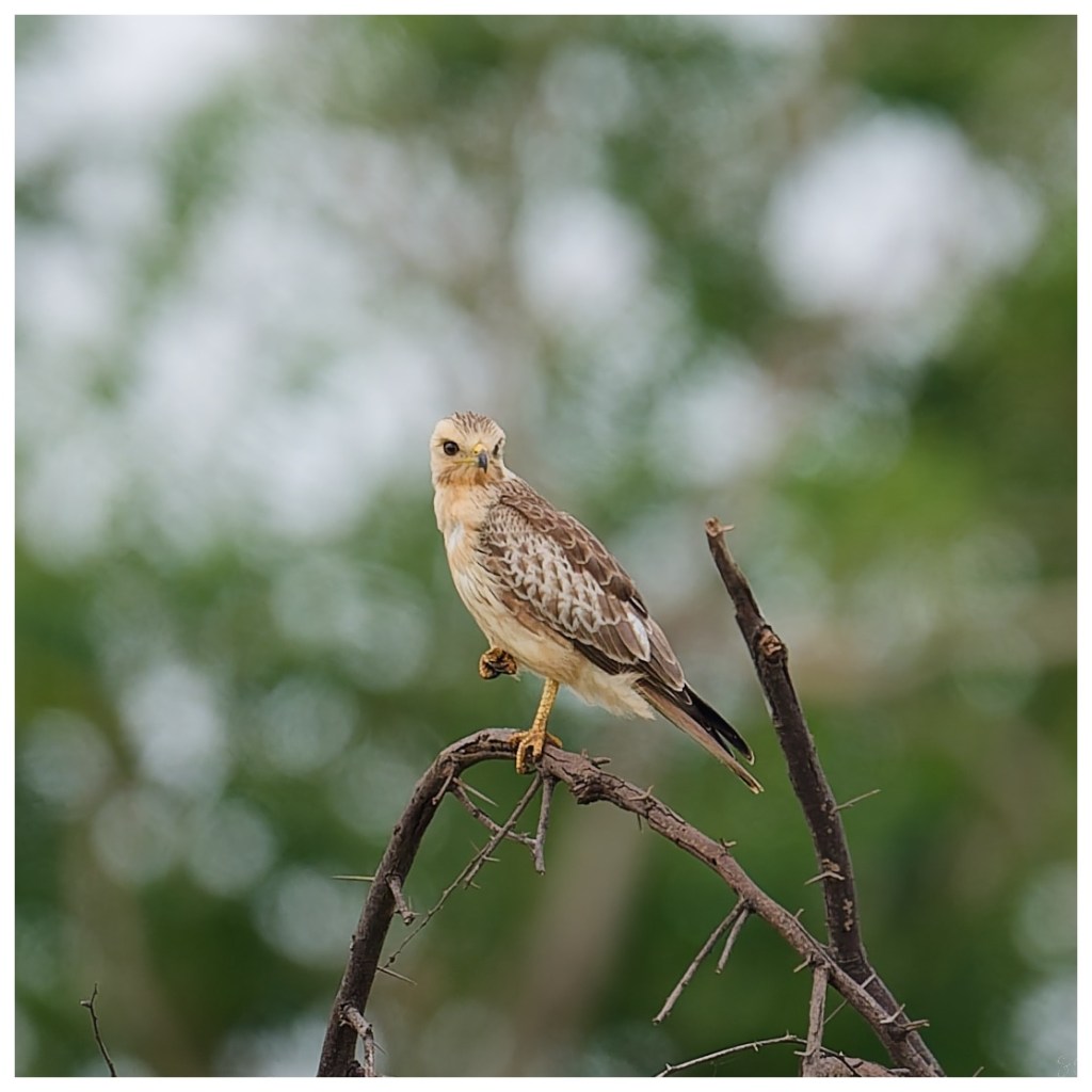 White-eyed buzzard –&nbsp;Juvenile.