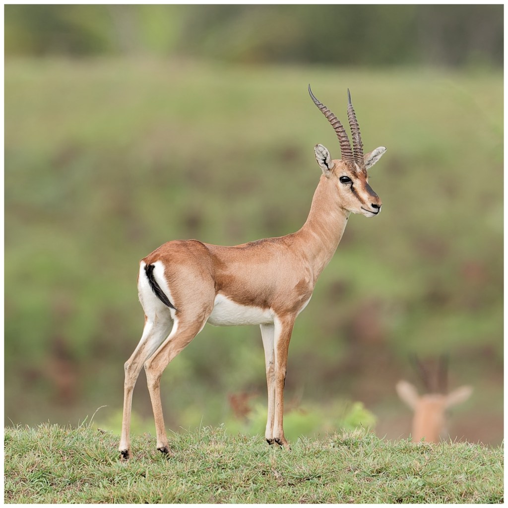 Another Chinkara