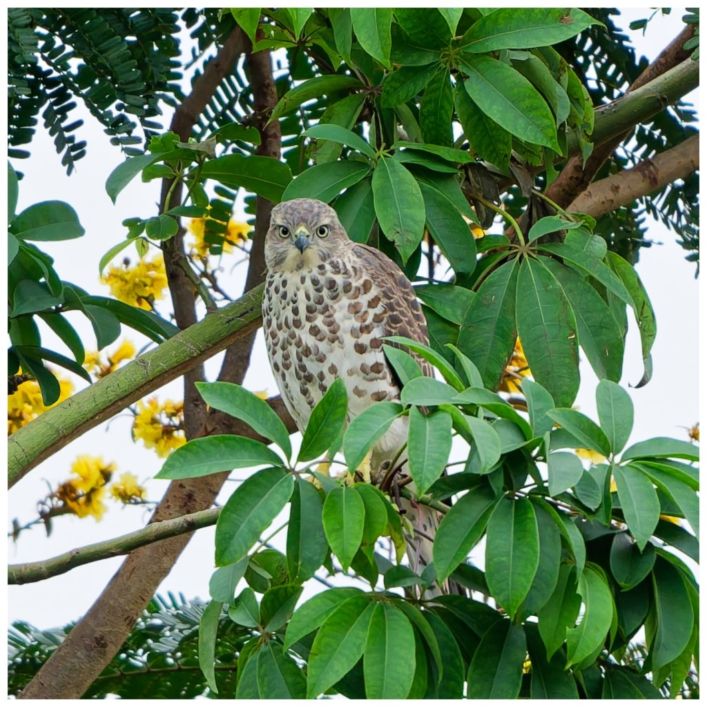 Juvenile Shikra