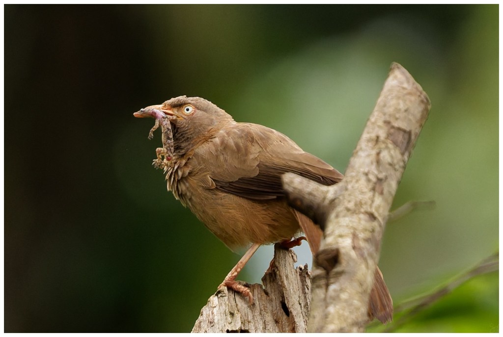Babbler with a&nbsp;prey