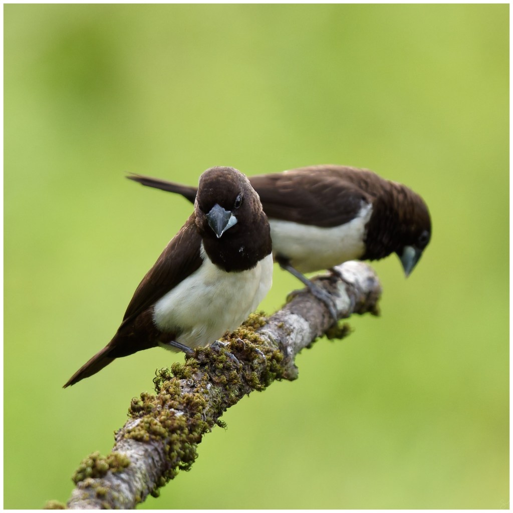 White rumped munia.