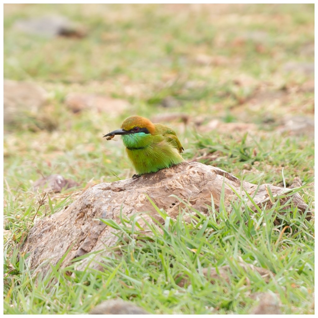 Bee eater -showing&nbsp;off