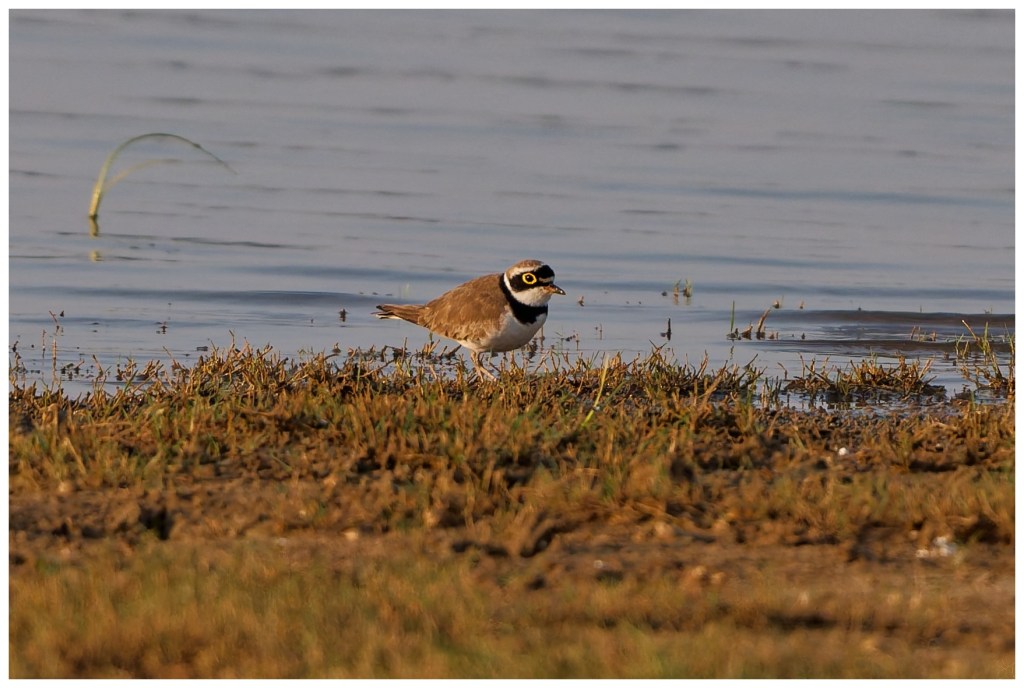 Little-Ringed plover