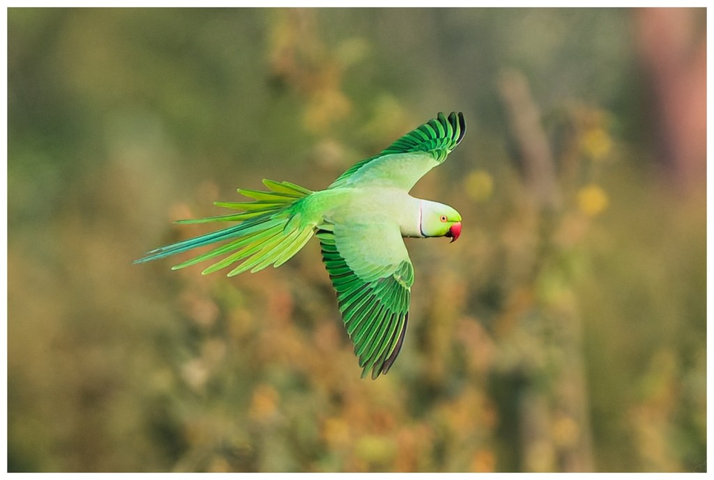 Rose-ringed parakeet – Some&nbsp;shots