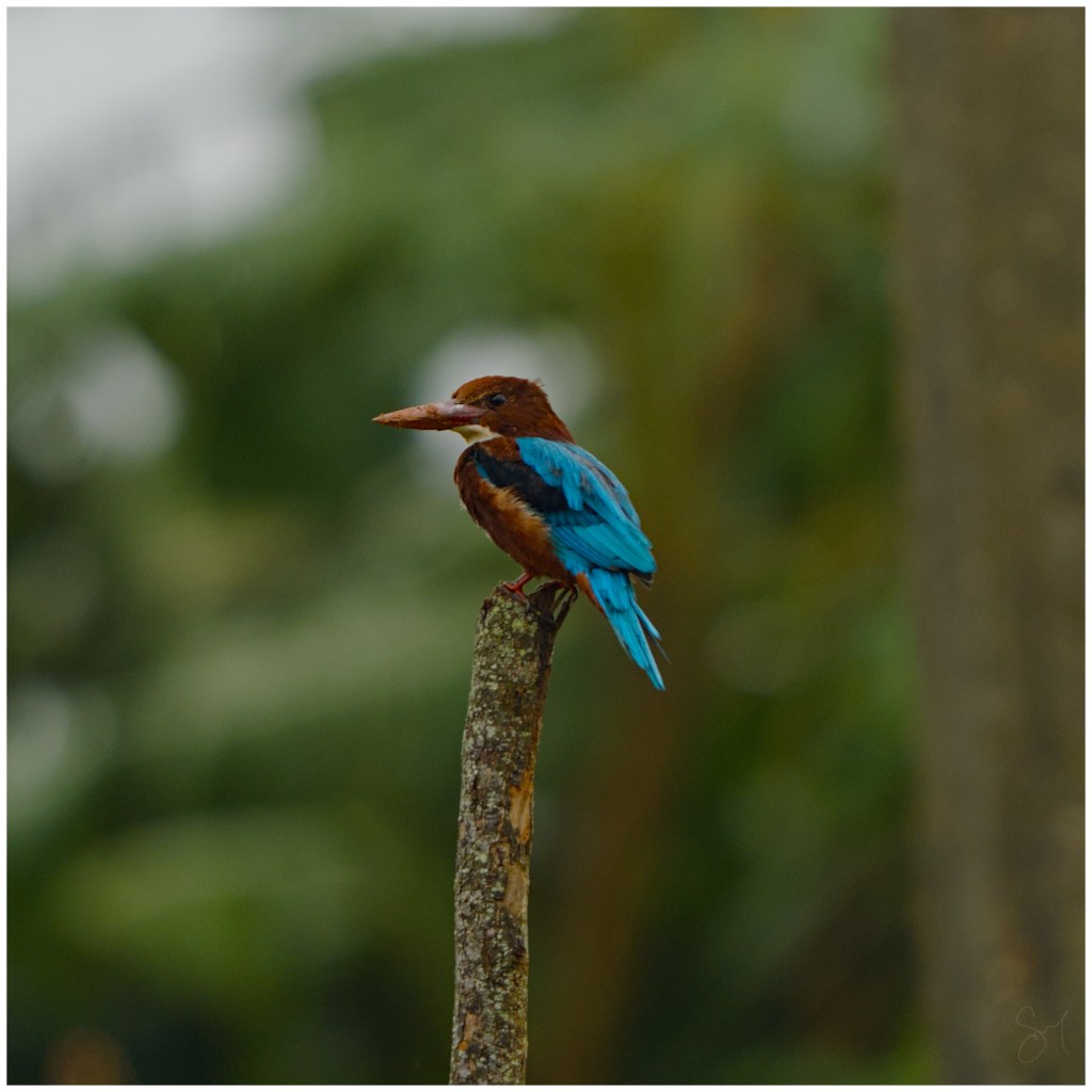 White throated kingfisher on a&nbsp;perch