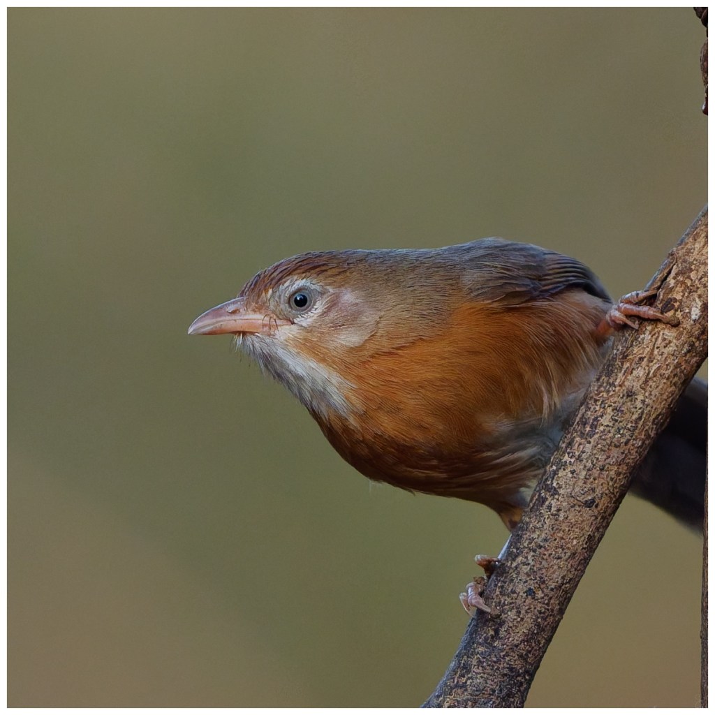 Curious peek : Tawny bellied&nbsp;Babbler