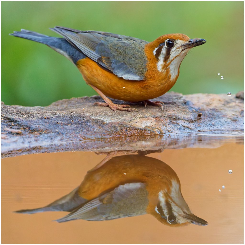 Action with a&nbsp;reflection