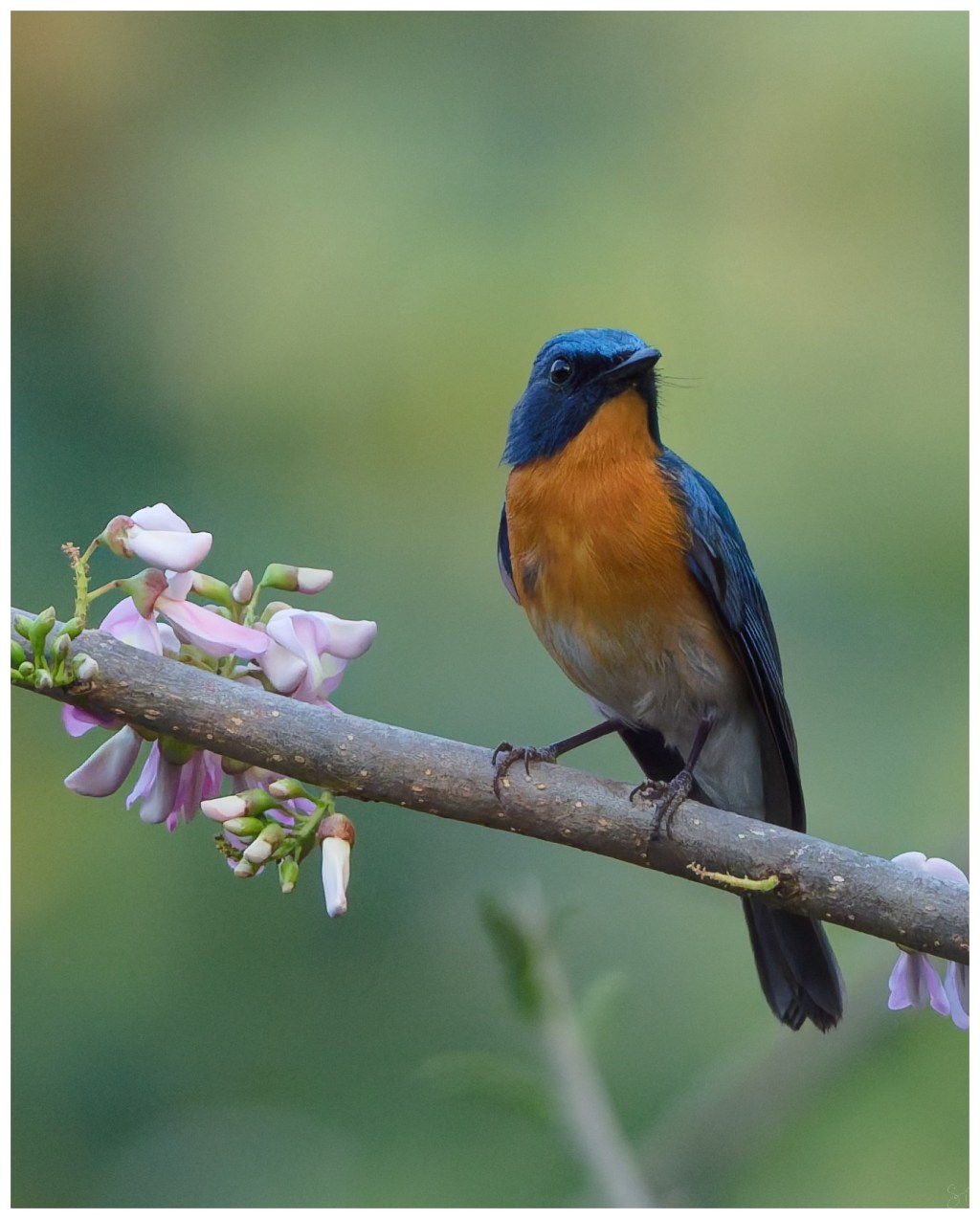 Tickell`s blue flycatcher