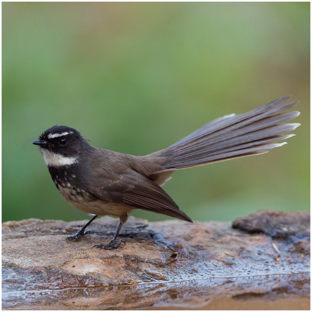 Spot breasted fantail