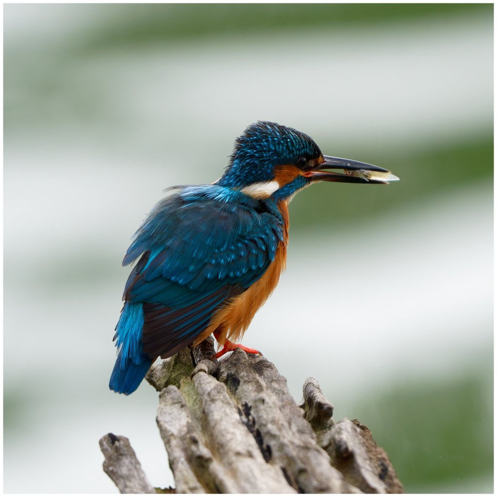 Following a KF around the&nbsp;lake.