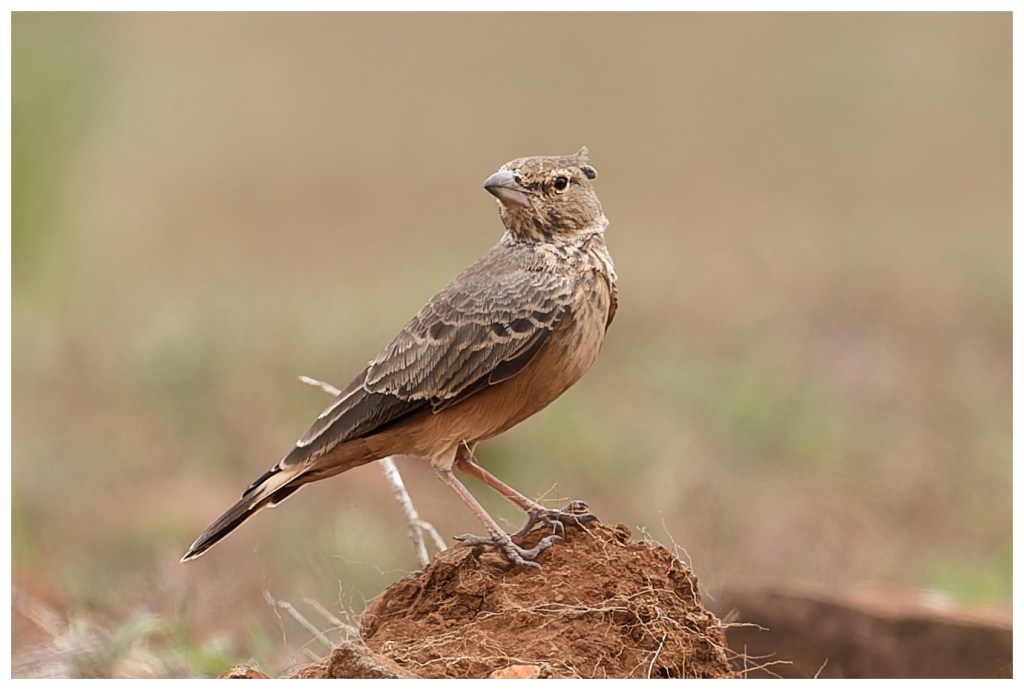 Rofous tailed lark