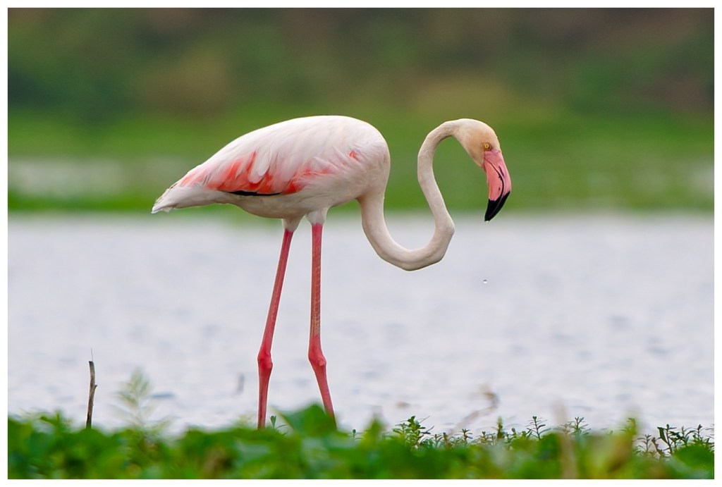 Another from the Flamingo&nbsp;day