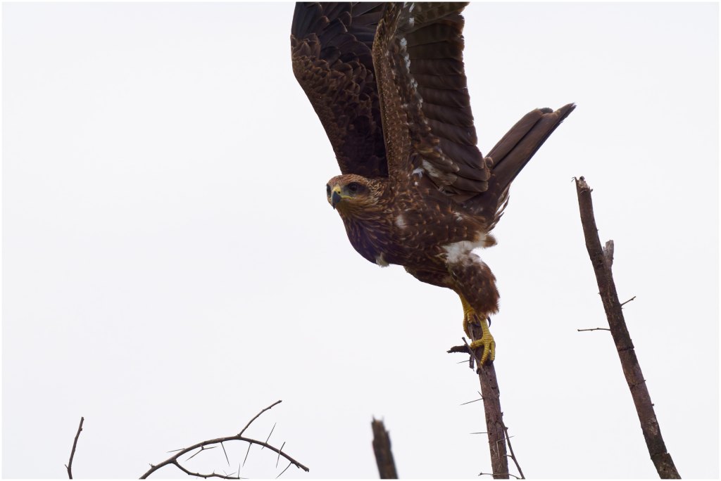 Black Kite dancing&nbsp;around