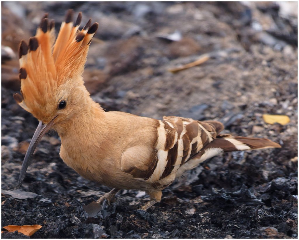 Hoopoe showing off