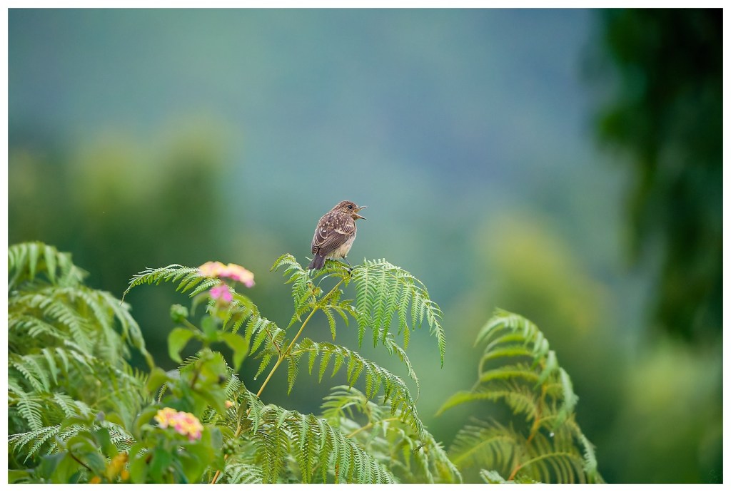 Hey!!!! pay attention