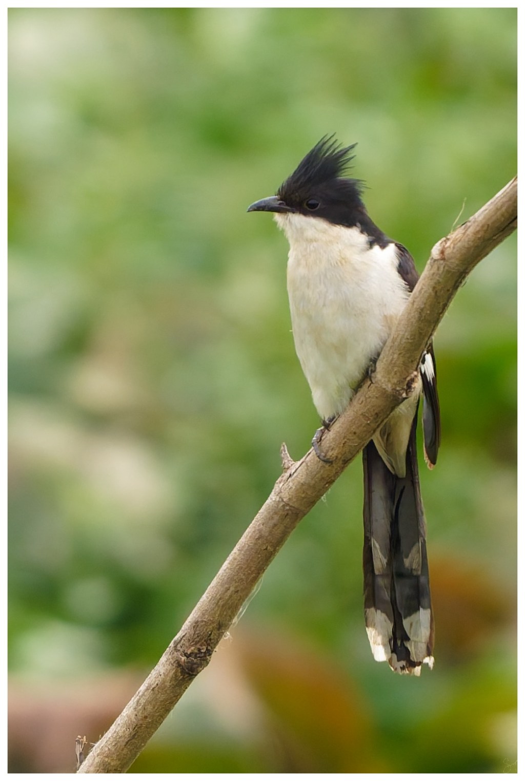 Some Jacobin Cuckoos