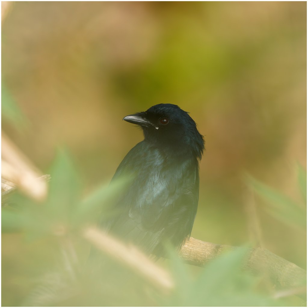A drongo portrait