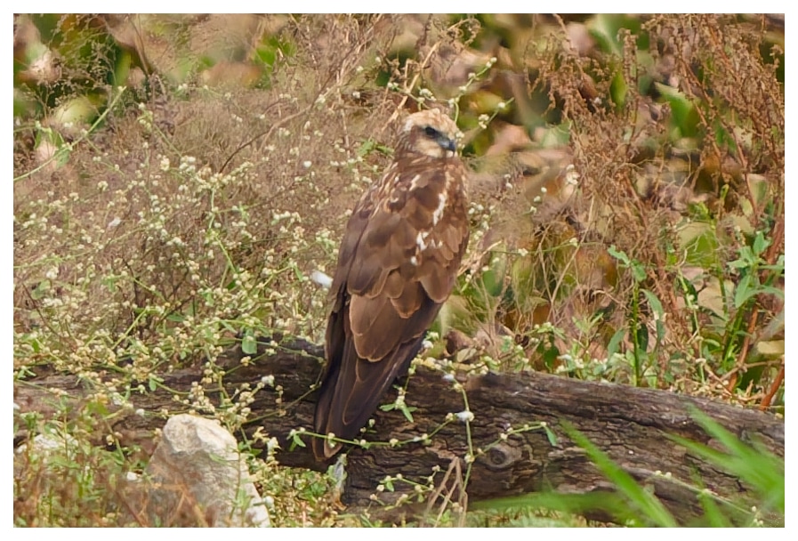 A crop of the pic to get a closer perspective. 