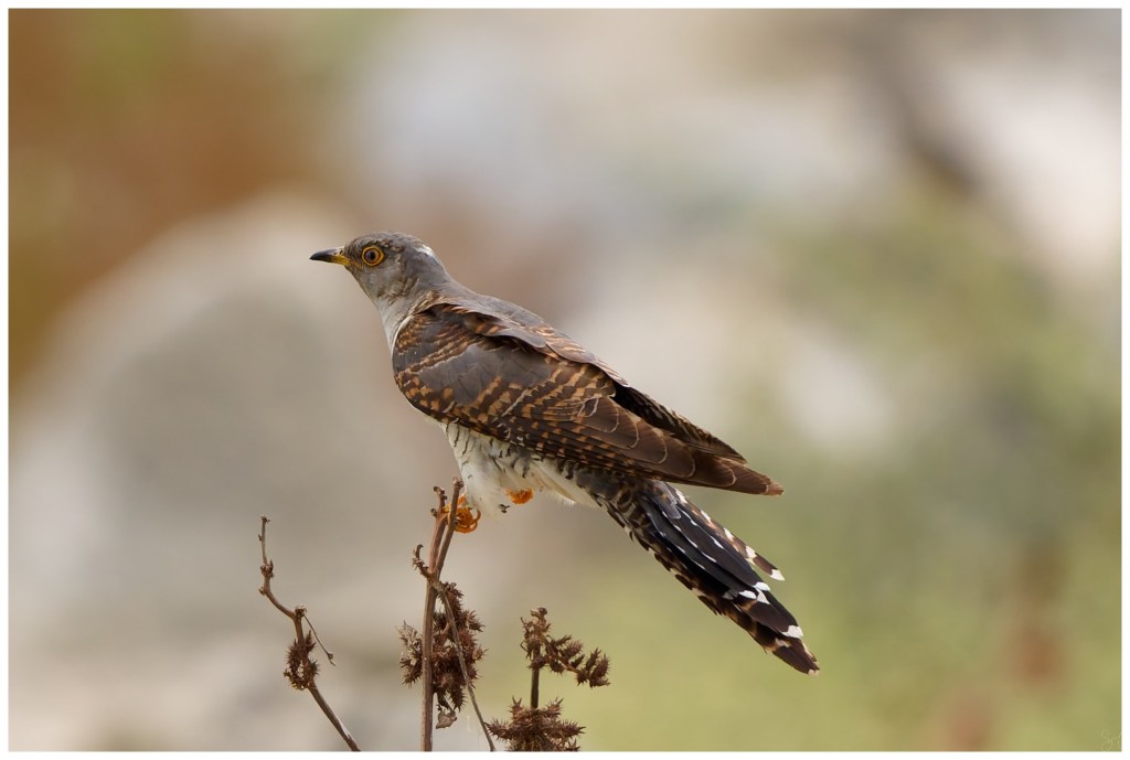 Common Cuckoo posing