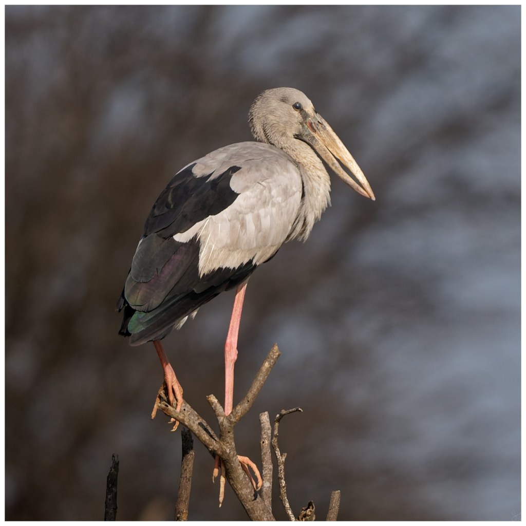 Openbill portrait