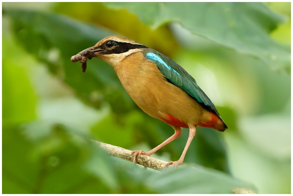 Indian Pitta