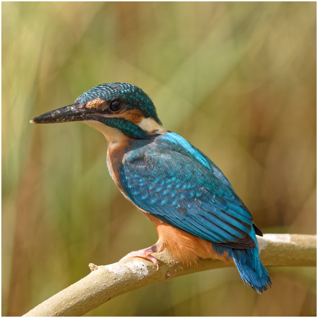 Up close : Common&nbsp;kingfisher