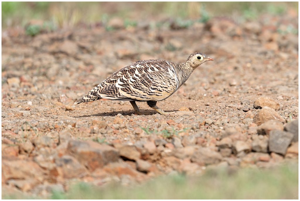 Painted Sandgrouse (female)