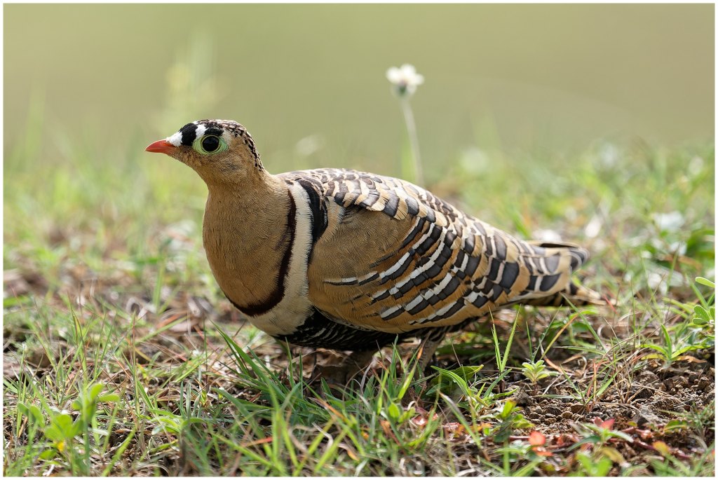 Painted Sandgrouse (male)