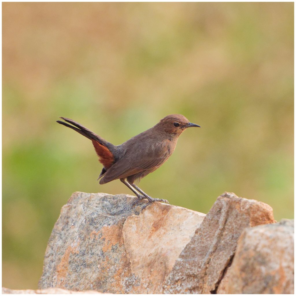 Robin on the&nbsp;rock