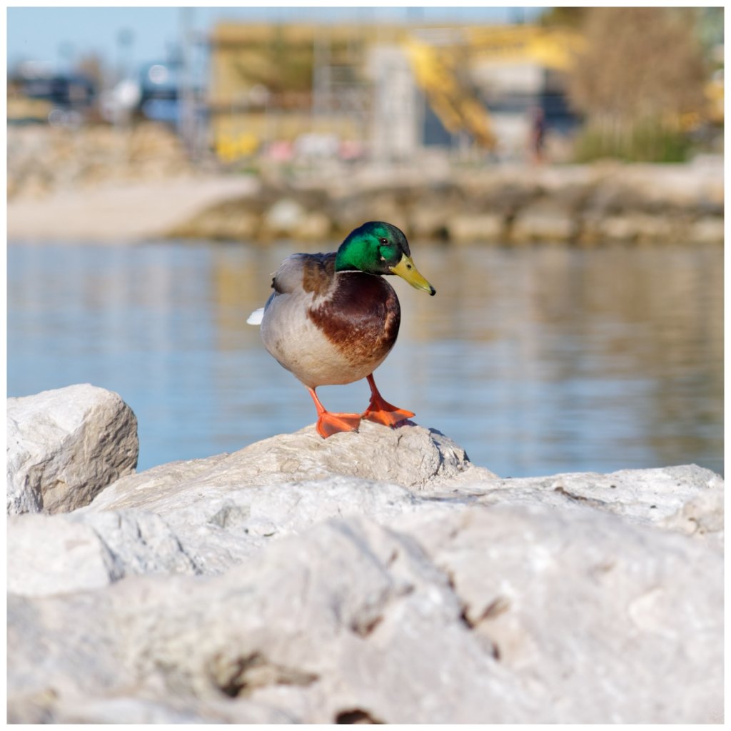 Mallard Posing