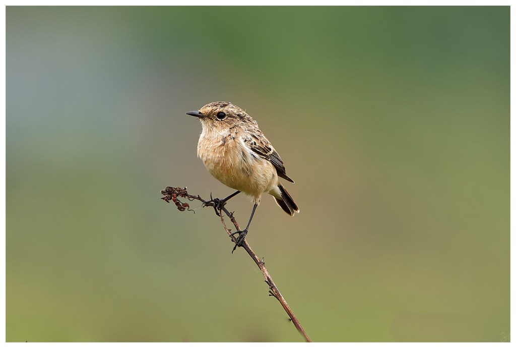Siberian Stonechat (F)