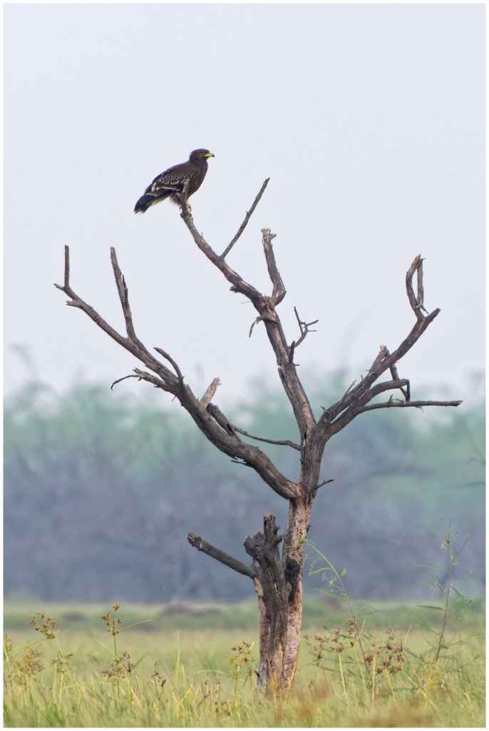 A greater spotted eagle is on the perch scanning the grasslands.